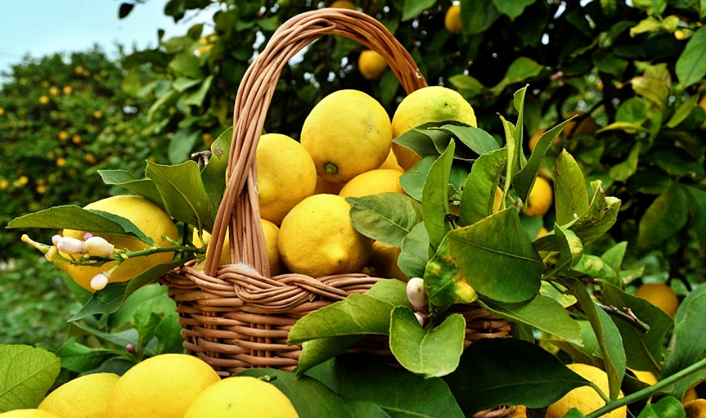citrons-de-sicile-etna3340