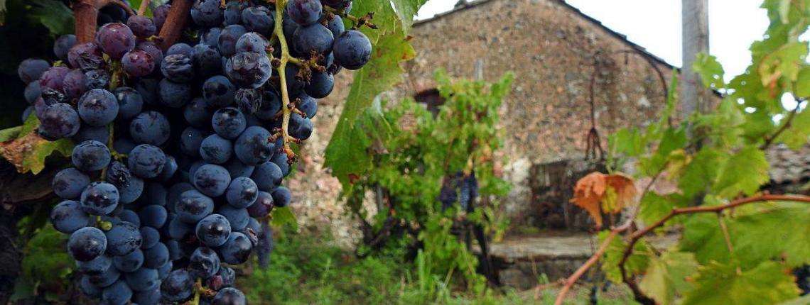 Le vin Etna, une éruption de saveurs