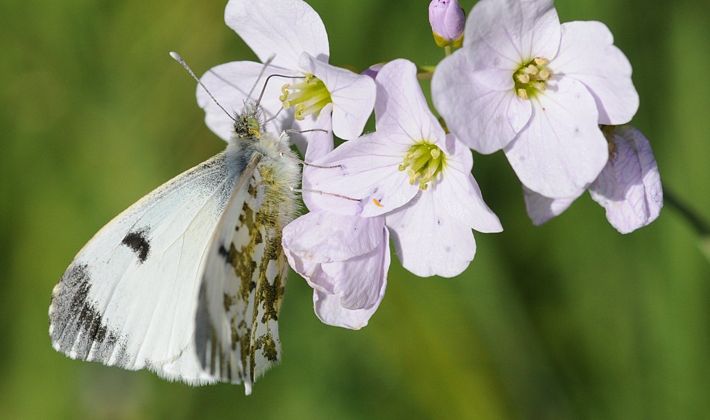 Anthocharis Cardamines papillon female
