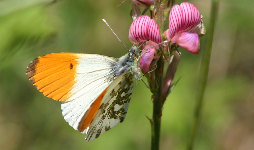 Anthocharis Cardamines papillon male