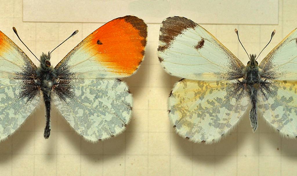 Aurora Etna papillon rare Sicile