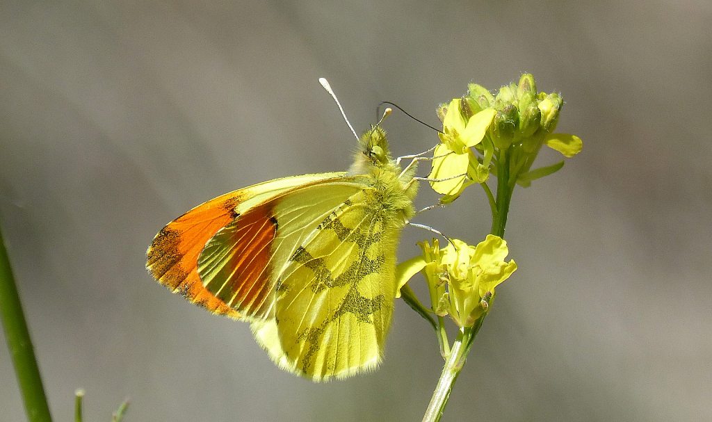 Aurora de l'Etna papillon male