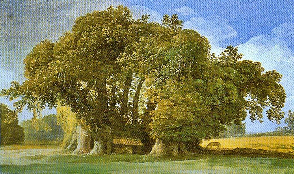 Castagno dei Cento Cavalli 