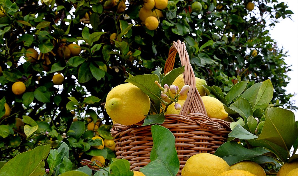 Les citrons du volcan Etna pour la granita sicilienne