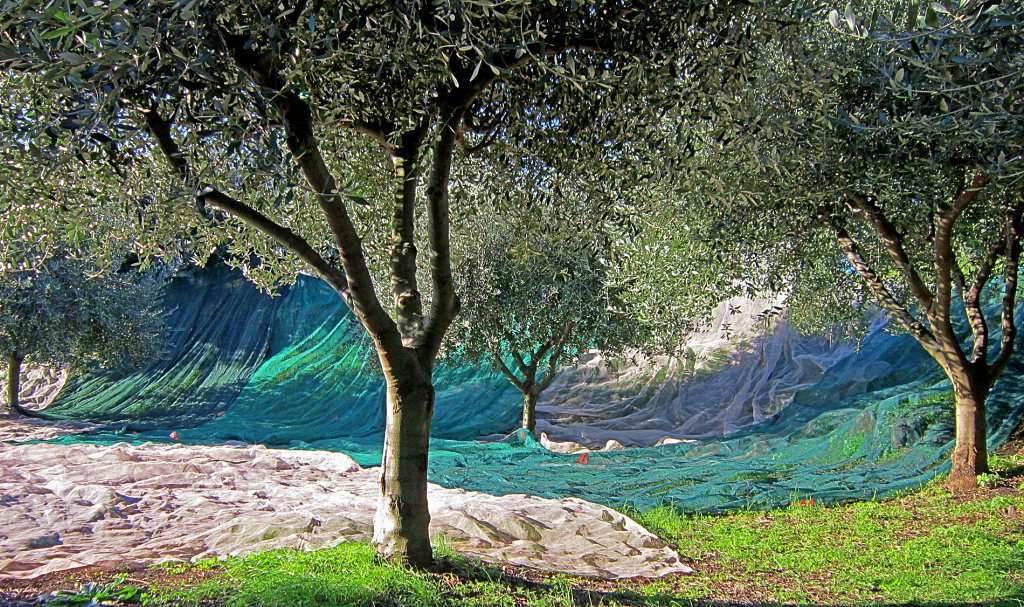 Oliviers Case Perrotta Sicile Etna