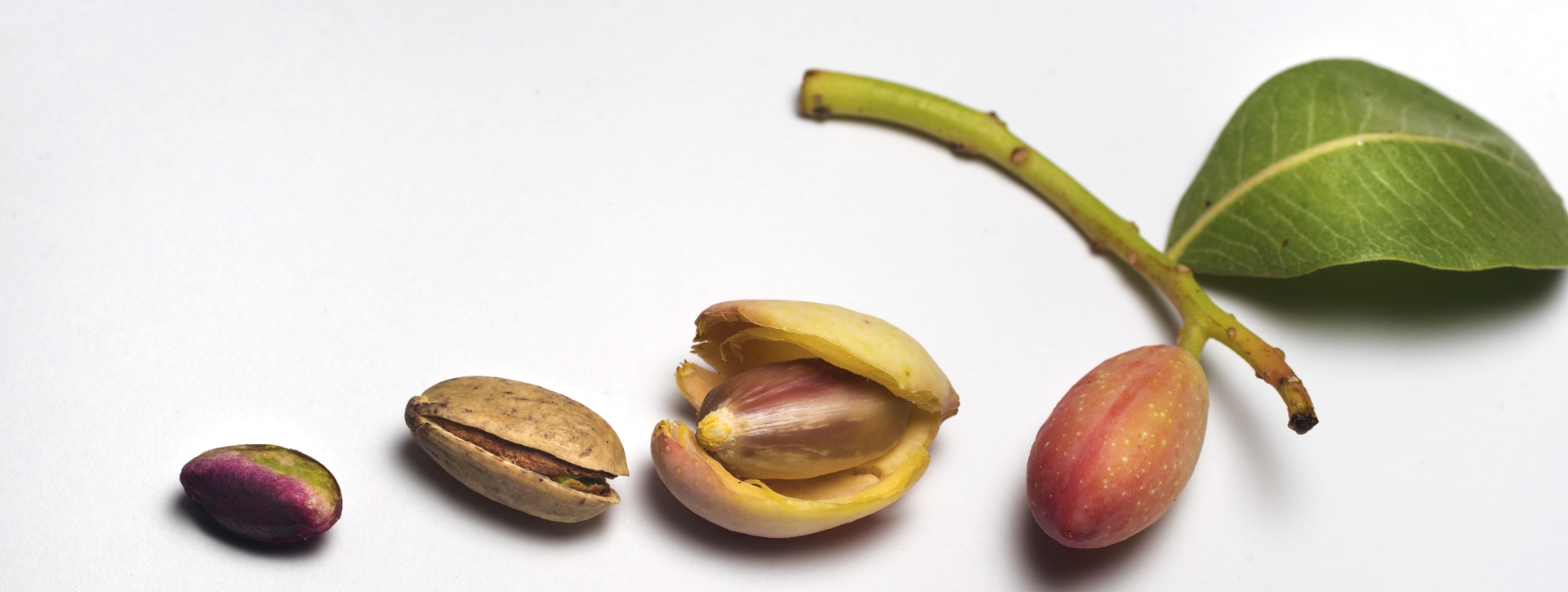 pistache bronte etna