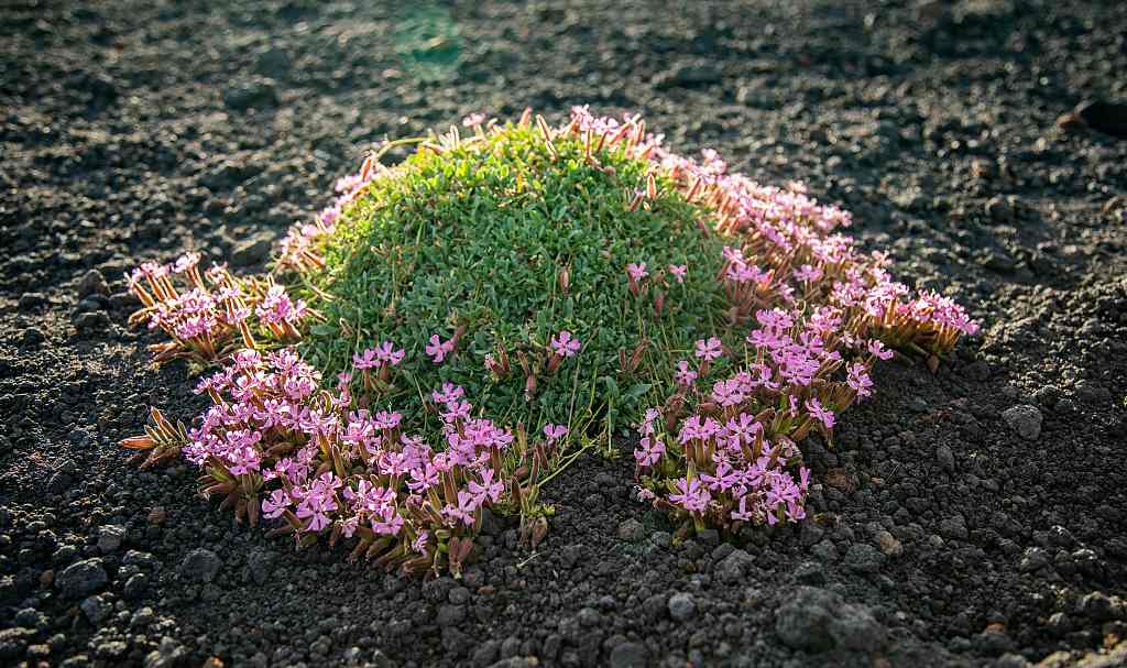 Saponaria sicula