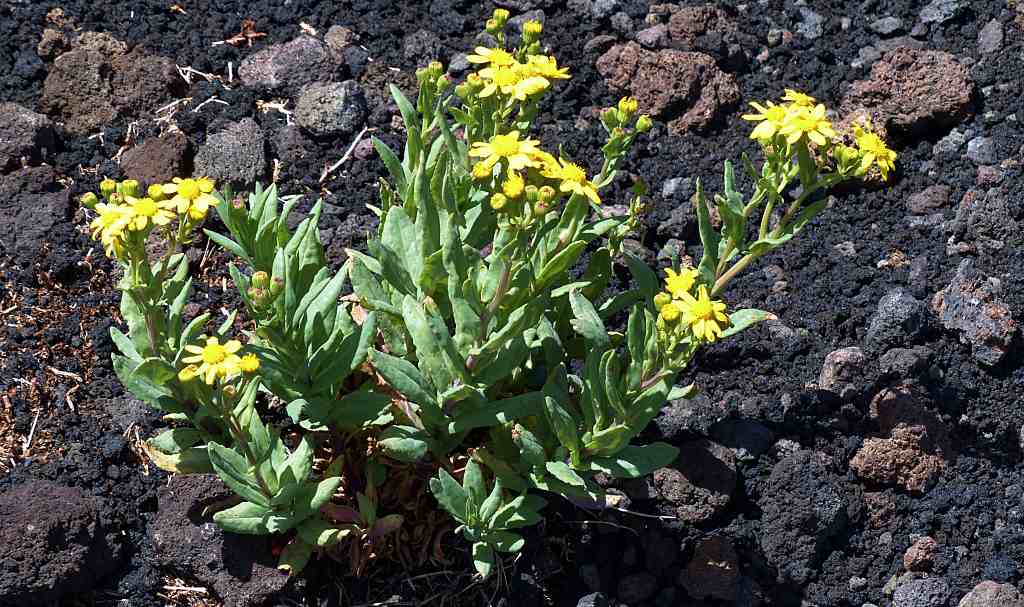 Senecio squalidus