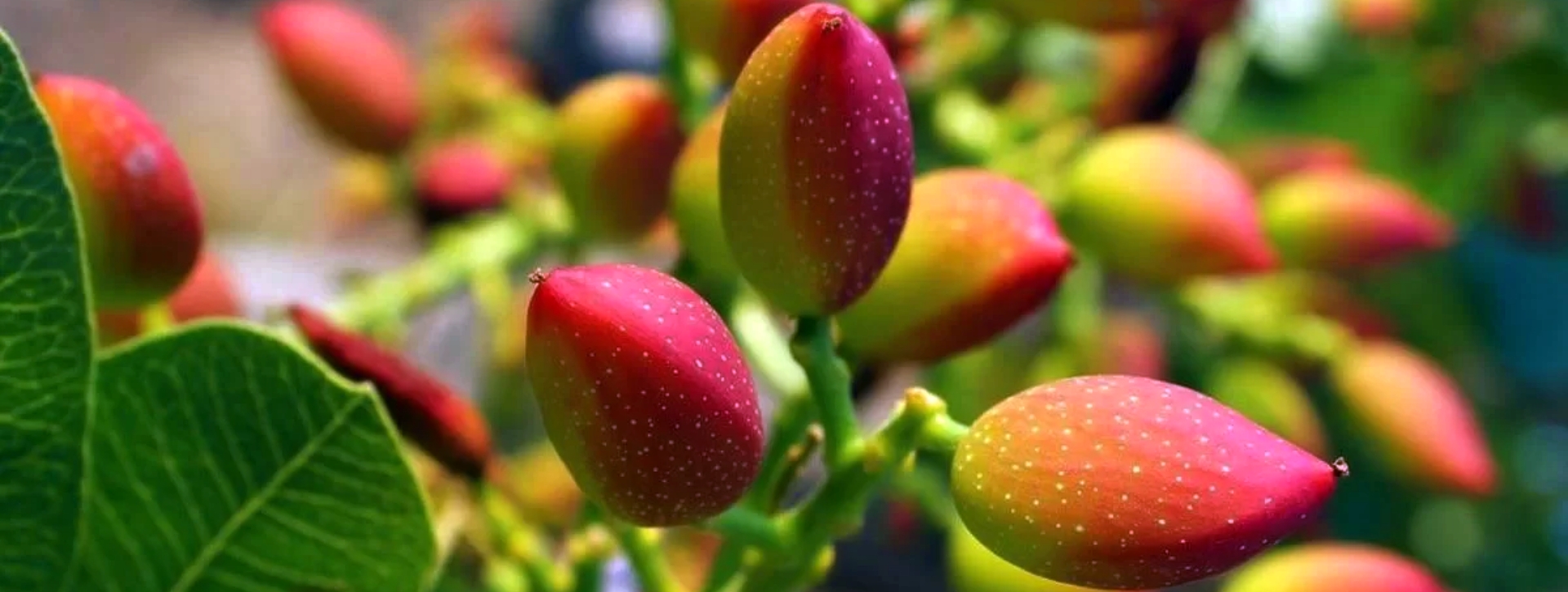 Bronte pistachio tasting