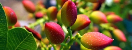 Degustazione Pistacchio di Bronte