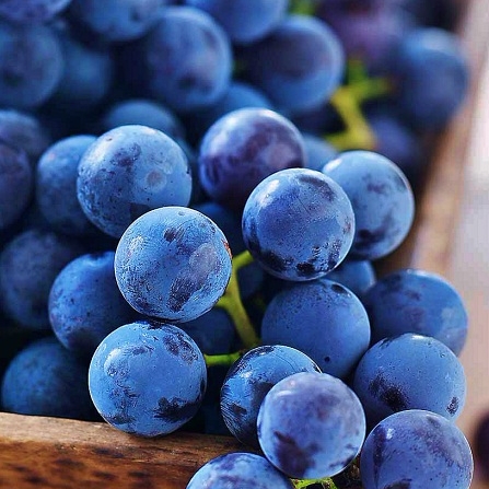 Dégustation des vins de l’Etna