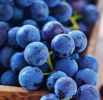 Dégustation des vins de l’Etna