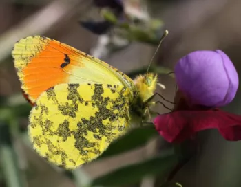 Aurora-Etna-papillon-Sicile