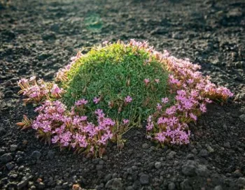 Saponaria-Aetnensis-Etna-etna3340
