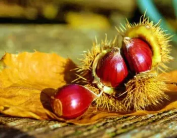 visiter la sicile en automne - que faire en sicile automne - ETNA3340