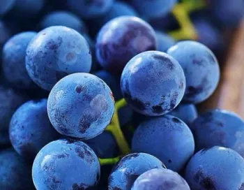 Les Vins de l'Etna : Un Terroir de Feu et de Cendre