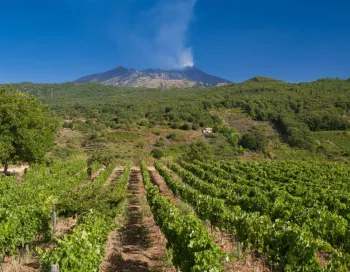 Nerello Cappuccio sur le sol volcanique noir de l'Etna