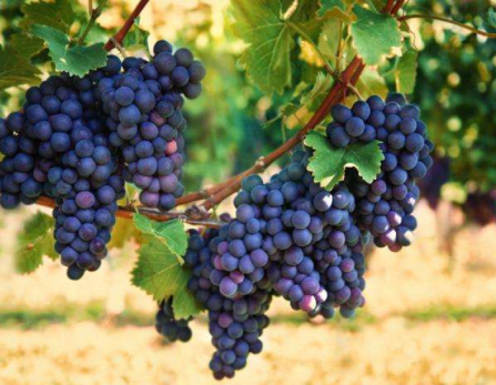 Vin-Etna-Sicile